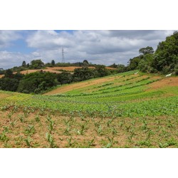 Com 3,9 mil agricultores certificados, Paraná lidera produção orgânica do Brasil